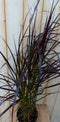 Rood gras GROOT 100 cm