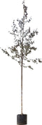 Roodbladige berk | Betula Pendula 'Royal Frost' 6-10 cm | Bomenbezorgd.nl