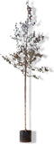 Roodbladige berk | Betula Pendula 'Royal Frost' 6-10 cm | Bomenbezorgd.nl