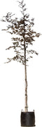Roodbladige beuk - Fagus sylvatica ‘Atropunicea' 200 - 300 cm totaalhoogte (6 - 10 cm stamomtrek)