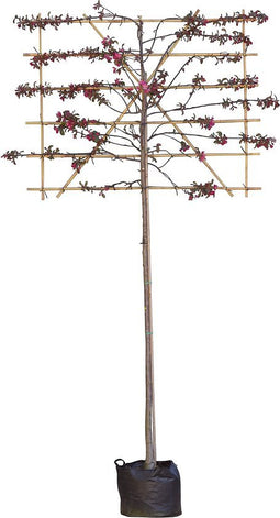 Roodbladige sierappel als leiboom - 180 cm stamhoogte (8 - 12 cm stamomtrek)