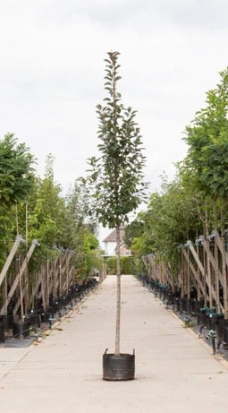 Roodbladige sierappel Malus Mokum h 450 cm st. omtrek 16 cm