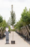 Roodbladige sierappel Malus Mokum h 450 cm st. omtrek 16 cm