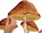 Roommates Mushroom Muursticker Junior 83,51 X 127 Cm Bruin