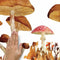 Roommates Mushroom Muursticker Junior 83,51 X 127 Cm Bruin