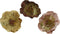 Roos pes fluweel clip d11h4 cm a3