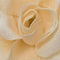 Roos polyester d12h7 cm creme