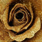 Roos polyester d12h7 cm goud