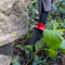 Root Slayer Knife, Tuinschepje – Multifunctioneel Hand schepje met zaag en mes – Trimmer en onkruidverwijderaar – Tuingereedschap – Onkruidschepje