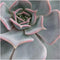 ROOTLESS Succulent Echeveria Lilacina op Muurdeco standaard zwart Ø20 cm - 20 cm -