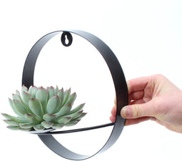 ROOTLESS Succulent Echeveria Pulidonis op Muurdeco standaard zwart Ø20 cm - 20 cm -