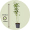 Japanse Esdoorn - Set van 4 - Acer 'Going Green' - Hoogte 25-40cm - ⌀10,5cm - Acer palm. Going Green P10,5 x4