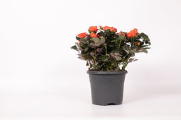 Rosa Jewel Patio Orange