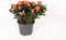 Rosa Jewel Patio Orange