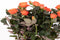 Rosa Jewel Patio Orange