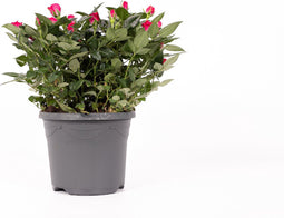 Rosa Jewel Patio Purple
