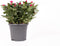 Rosa Jewel Patio Purple