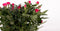 Rosa Jewel Patio Purple