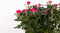 Rosa Jewel Patio Purple