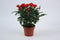 Rosa Red Beau Monde