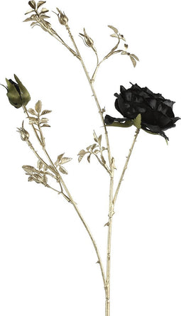 Rosa S zwart