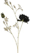 Rosa S zwart