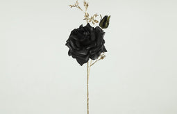 Rosa zwart