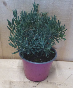 Rotsheide Lavendel heide blauw blad vaste plant wintergroen