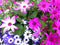 Senetti Senecio 6 potjes per tray kleur mix
