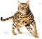 Royal Canin Bengal Adult - Kattenvoer - 10 kg