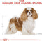 Royal Canin Cavalier King Charles 1.5 KG