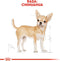 Royal canin chihuahua - 500 GR