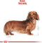 Royal Canin Dachshund Teckel - Adult - Hondenbrokken - 1.5 KG