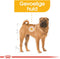 Royal Canin Dermacomfort Medium - Hondenvoer - 12 kg