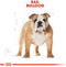 Royal Canin English Bulldog - Adult - Hondenbrokken - 12 KG