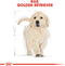 Royal Canin Golden Retriever Junior - Hondenbrokken - 12 kg