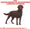 Royal Canin Labrador Retriever - Hondenvoer - Sterilised - 12 kg