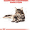 Royal Canin Maine Coon Adult - Kattenvoer - 10 kg