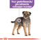 Royal Canin Mini - Sterilised - Hondenbrokken - 8 KG
