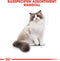 Royal Canin Ragdoll Adult - Kattenvoer - 2 kg