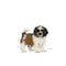 ROYAL CANIN Shih Tzu Puppy 0.5kg