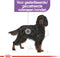 Royal Canin Sterilised Maxi - Hondenvoer - 12 kg