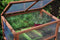 Royal Well Houten Broeikas Red Leaf