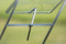 Royal Well - Raamopener Spiro RVS