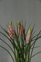Roze druifjes - muscari - 23cm - roze - potje - druifjes - kunstplant - kunstbloemen - voorjaar