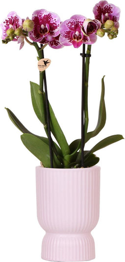 Roze paarse phalaenopsis orchidee - El Salvador + Diabolo pink - potmaat Ø9cm | bloeiende kamerplant - vers van de kweker