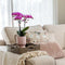 Roze paarse phalaenopsis orchidee - El Salvador + Diabolo pink - potmaat Ø9cm | bloeiende kamerplant - vers van de kweker