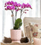 Roze paarse phalaenopsis orchidee - El Salvador + Diabolo pink - potmaat Ø9cm | bloeiende kamerplant - vers van de kweker