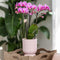 Roze paarse phalaenopsis orchidee - El Salvador + Diabolo pink - potmaat Ø9cm | bloeiende kamerplant - vers van de kweker