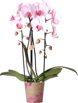 Roze Phalaenopsis orchidee - Niagara Fall - potmaat Ø12cm -